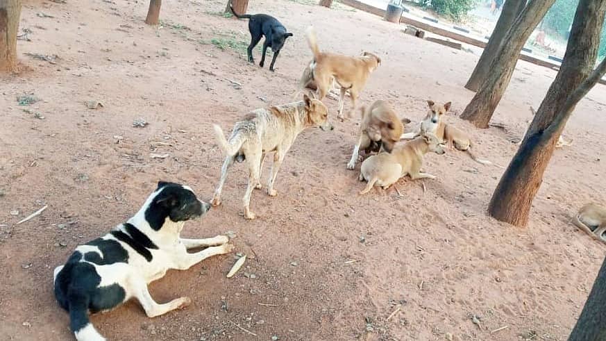 ತುಮಕೂರಿನಲ್ಲಿ ನಾಯಿಗಳ ಹಿಂಡು