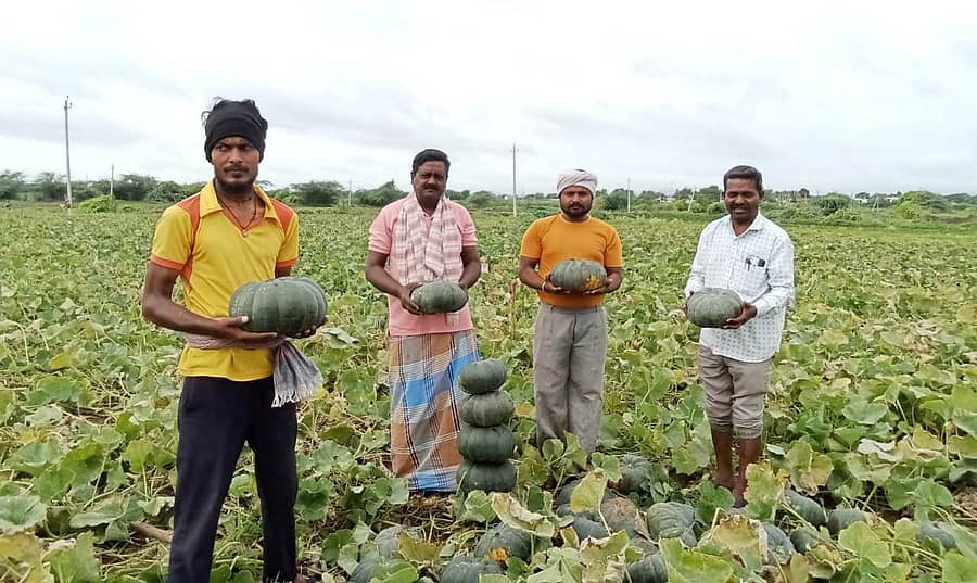 ಹಗರಿಬೊಮ್ಮನಹಳ್ಳಿ ತಾಲ್ಲೂಕಿನ ಮಸಾರಿ ನೆಲ್ಕುದ್ರಿ ಗ್ರಾಮದ ರೈತ ಮುದೇಗೌಡರ ಬಸವರಾಜಪ್ಪ ಅವರ ಜಮೀನಿನಲ್ಲಿ ಕಟಾವಿಗೆ ಸಿದ್ಧಗೊಂಡಿರುವ ಕುಂಬಳಕಾಯಿ