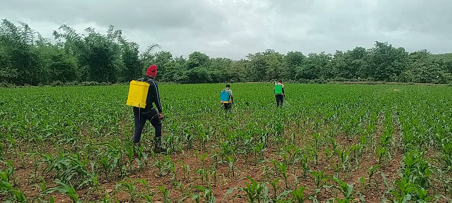 ಮಮದಾಪೂರ ಗ್ರಾಮದ ರೈತ ಆನಂದ ಲಮಾಣಿ ಗೋವಿನಜೋಳ ಹೊಲಕ್ಕೆ ಲದ್ದಿ ಹೂಳದ ಕೀಟ ನಾಶಕ ಸಿಂಪಡಿಸಿದರು