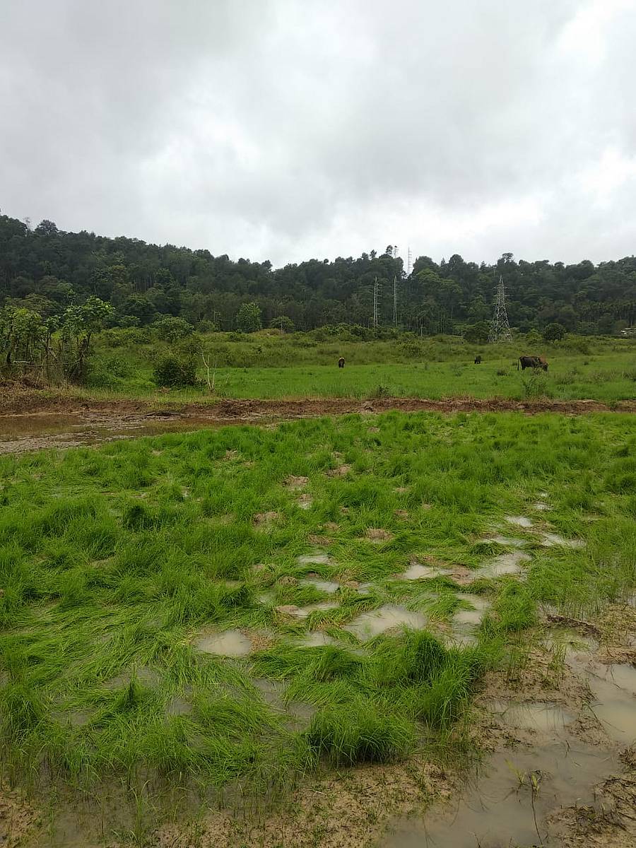 ವಿರಾಜಪೇಟೆ ಪಟ್ಟಣದ ಗಡಿಭಾಗದಲ್ಲಿನ ಗ್ರಾಮ ಐಮಂಗಲದಲ್ಲಿ ಕಾಡಾನೆಗಳು ದಾಂಧಲೆ ನಡೆಸಿ ಭತ್ತದ ಗದ್ದೆಯಲ್ಲಿನ ಫೈರುಗಳನ್ನು ನಾಶಗೊಳಿಸಿವೆ.