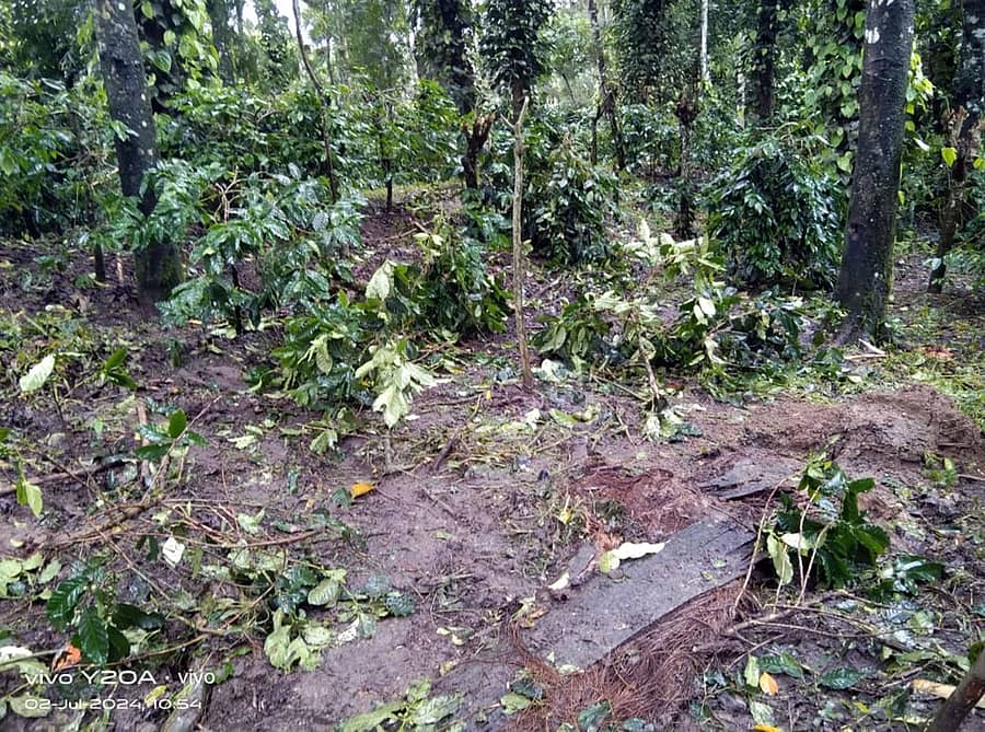 ಸಕಲೇಶಪುರ ತಾಲ್ಲೂಕಿನ ಹಲಸುಲಿಗೆ ಸಮೀಪದ ಮಾಗಡಿ ಗ್ರಾಮದ ರೈತ ಎಚ್.ಆರ್. ದಯಾನಂದ್ ಅವರ ಕಾಫಿ ತೋಟಕ್ಕೆ ಕಾಡಾನೆಗಳು ನುಗ್ಗಿ ಕಾಫಿ ಗಿಡಗಳನ್ನು ನಾಶ ಮಾಡಿರುವುದು