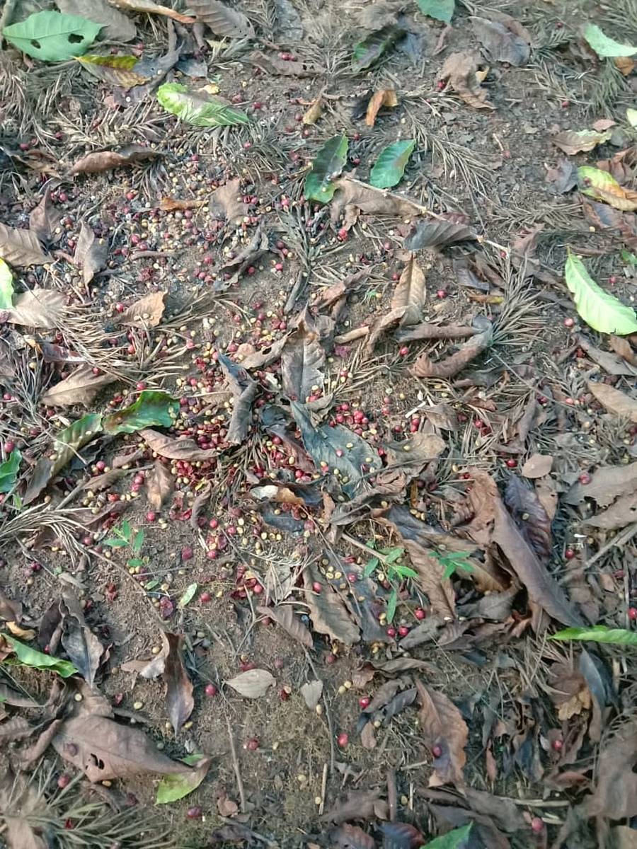 ಸಿದ್ದಾಪುರ ಭಾಗದ ಕರಡಿಗೋಡು ವ್ಯಾಪ್ತಿಯ ಕಾಫಿ ತೋಟಗಳಲ್ಲಿ ವನ್ಯಜೀವಿಗಳ ಹಾವಳಿಯಿಂದ ಕಾಫಿ ಹಣ್ಣುಗಳು ಉದುರಿರುವುದು