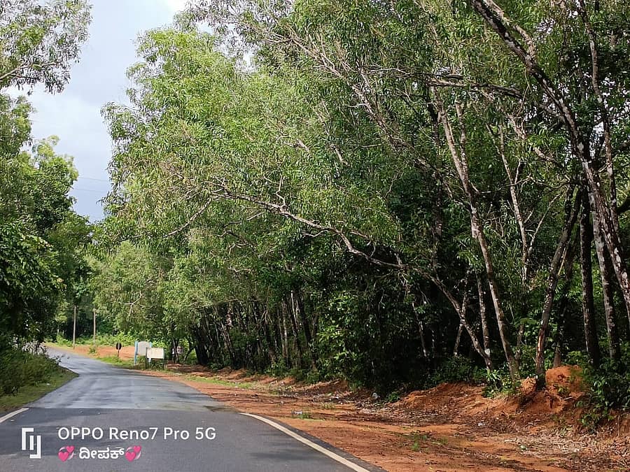 ರಸ್ತೆಗೆ ವಾಲಿ ಕೊಂಡಿರುವ ಅಪಾಯಕಾರಿ ಮರಗಳು. 