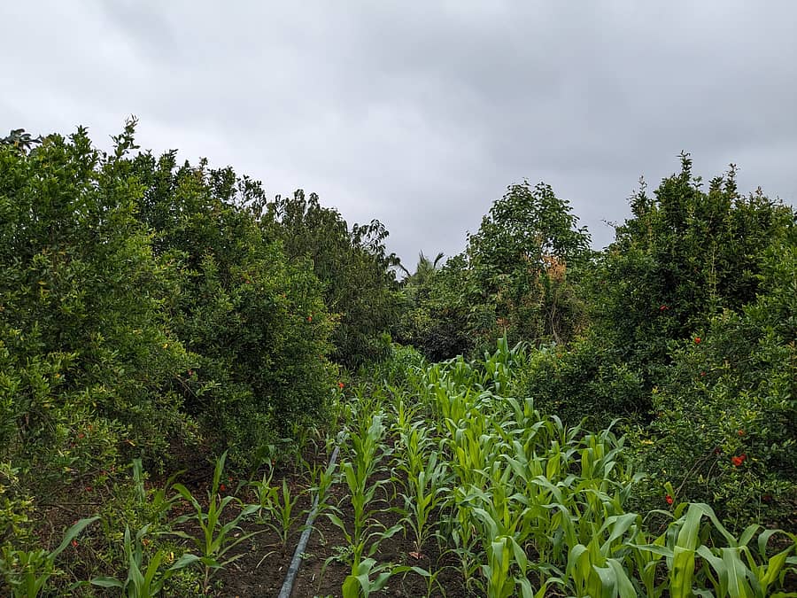 ಮಹೇಶ ಕುಲಕರ್ಣಿ ಅವರ ಹೊಲದಲ್ಲಿ ಬೆಳೆದಿರುವ ದಾಳಿಂಬೆ