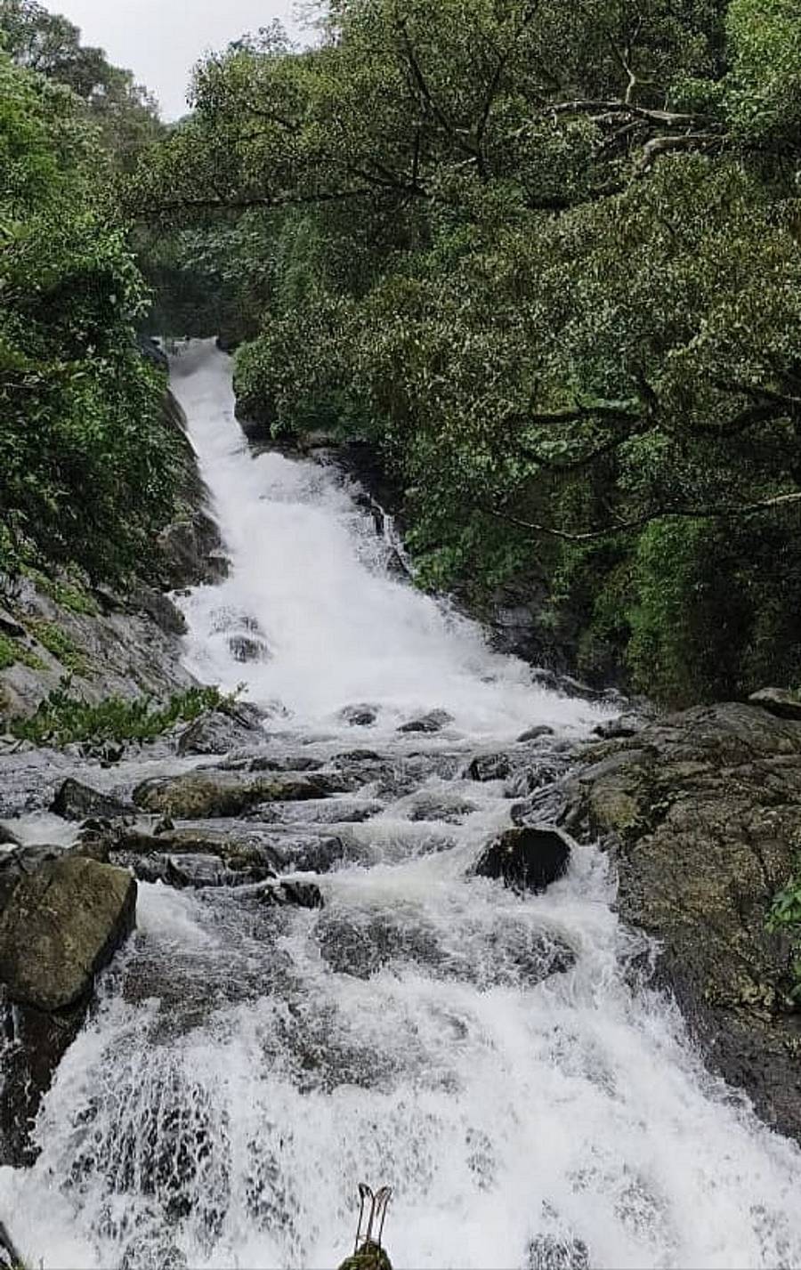 ಸೋಮವಾರಪೇಟೆ ತಾಲ್ಲೂಕಿನ ಗರ್ವಾಲೆ ಪಂಚಾಯಿತಿ ವ್ಯಾಪ್ತಿಯ ಮೇದುರ ಜಲಪಾತ ಭೋರ್ಗರೆಯುತ ಹರಿಯುತ್ತಿದೆ