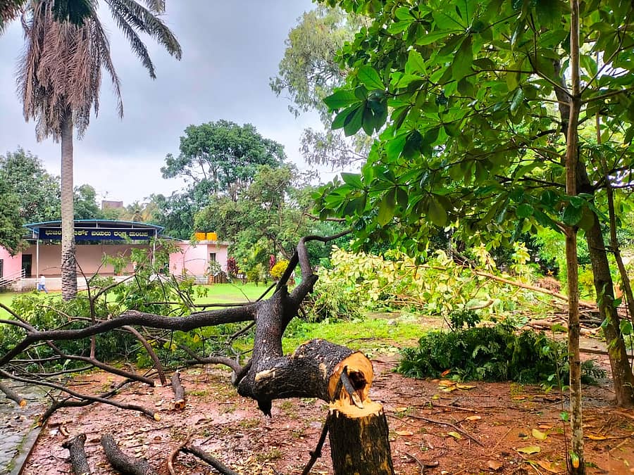 ಉಡುಪಿಯ ಭುಜಂಗ ಪಾರ್ಕ್ನಲ್ಲಿ ಮರ ಕಡಿದಿರುವುದು