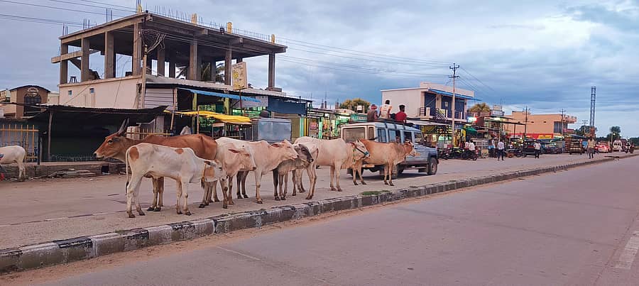 <div class="paragraphs"><p>ವಾಡಿ ಸಮೀಪದ ನಾಲವಾರ ಕುಂಬಾರಳ್ಳಿ ಗ್ರಾಮದಲ್ಲಿ ದನಗಳು ರಸ್ತೆ ಮೇಲೆ ನಿಂತಿರುವುದು.</p></div>