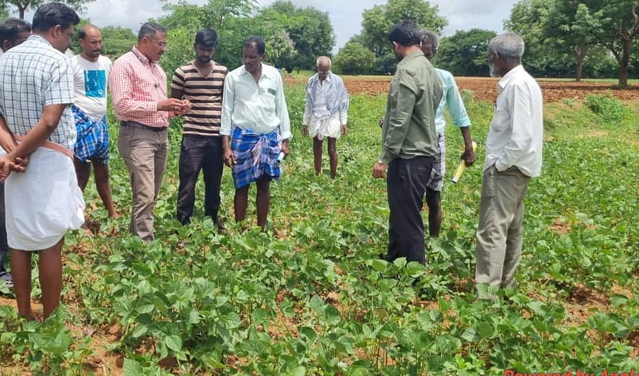 ಸಂತೇಮರಹಳ್ಳಿ ಸಮೀಪದ ಕೆ.ಮೂಕಹಳ್ಳಿಯಲ್ಲಿ ರೈತರು ಬೆಳೆದಿರುವ ಹೆಸರು ಬೆಳೆಯನ್ನು ಸಹಾಯಕ ಕೃಷಿ ನಿರ್ದೇಶಕ ವಿಷಯ ತಜ್ಞ ನಿಶಾಂಕ್ ಕಿಲಾರ ಪರಿಶೀಲಿಸಿದರು