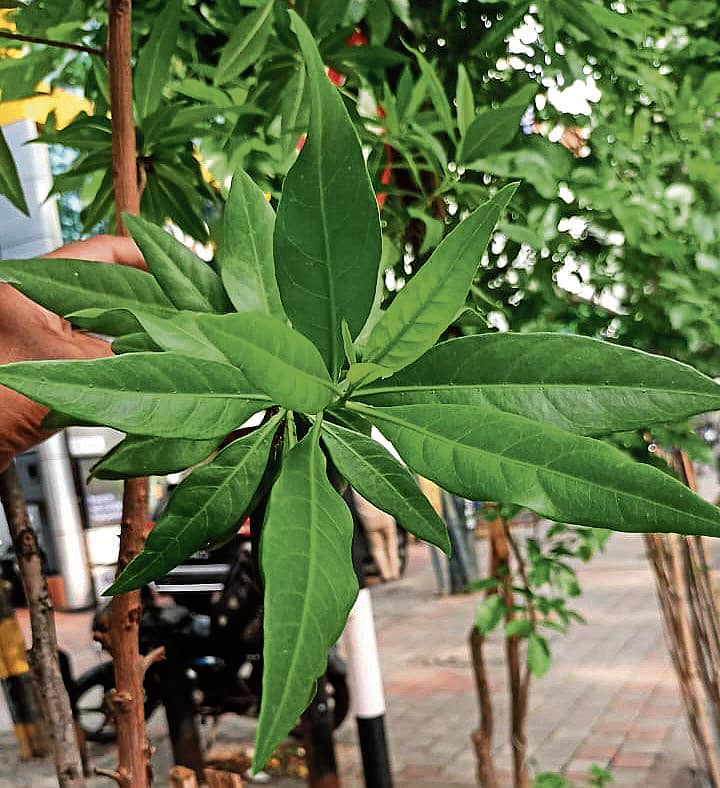 ಕೊನೊಕಾರ್ಪಸ್ (Conocarpus)