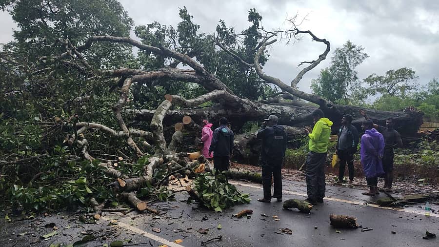 ಹೊಸನಗರ ಸಮೀಪ ಹೆದ್ದಾರಿ ಮೇಲೆ ಬಿದ್ದ ಮರವನ್ನು ತೆರವುಗೊಳಿಸಲಾಯಿತು