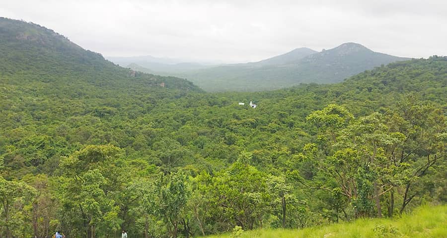 ಅರಣ್ಯ ಪ್ರದೇಶ
