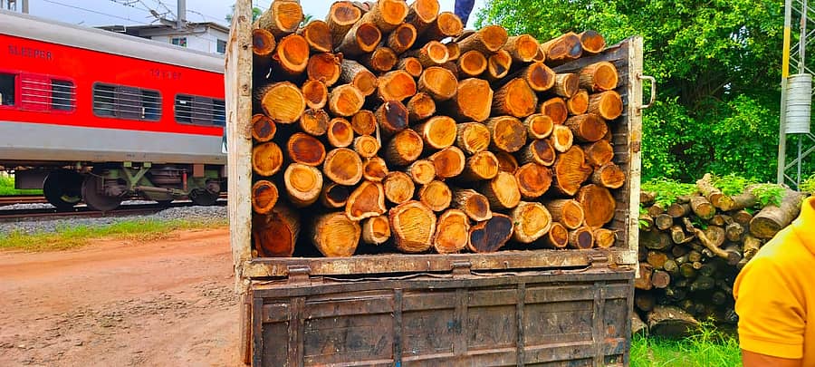 ಮಂಗಳೂರಿನ ಅರಣ್ಯ ಸಂಚಾರಿ ದಳ ವಶಪಡಿಸಿಕೊಂಡಿರುವ ಮರದ ದಿಮ್ಮಿಗಳು