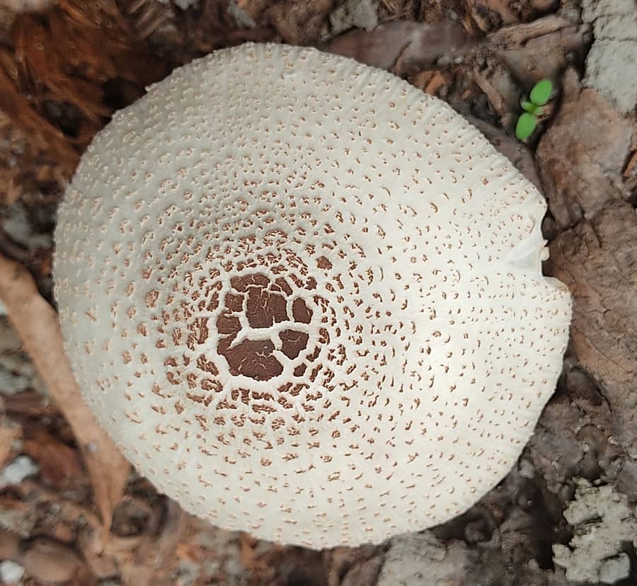 ಯಳಂದೂರು ತಾಲ್ಲೂಕಿನ ಅಂಬಳೆ ಬಳಿ ದೋಸೆ ಅಣಬೆ