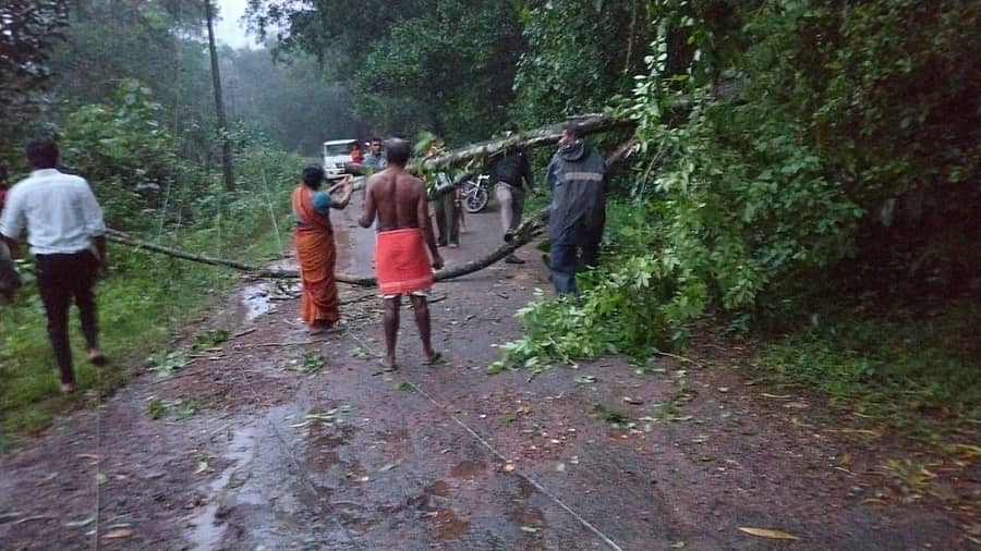 ಪುತ್ತೂರು ತಾಲ್ಲೂಕಿನ ಸರ್ವೆ ಗ್ರಾಮದ ಕಲ್ಲಗುಡ್ಡೆ ಎಂಬಲ್ಲಿ ಮರ ರಸ್ತೆಗೆ, ವಿದ್ಯುತ್ ತಂತಿ ಮೇಲೆ ಬಿದ್ದಿದೆ