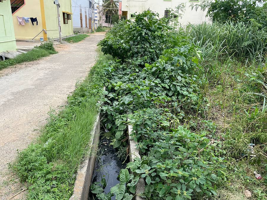 ಬಂಗಾರಪೇಟೆಯ ಪಲವತಿಮ್ಮನಹಳ್ಳಿ ವಾರ್ಡ್ನ ಚರಂಡಿಯಲ್ಲಿ ಗಿಡಗಳು ಬೆಳೆದಿವೆ