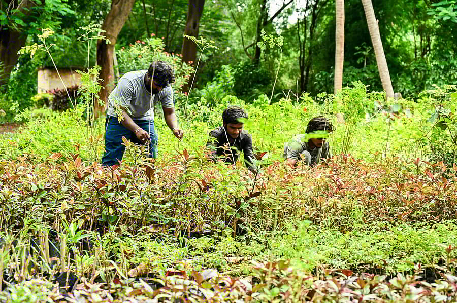 ಕಲಬುರಗಿ ನಗರದಲ್ಲಿರುವ ತೋಟಗಾರಿಕೆ ಇಲಾಖೆಯ ಬಡೇಪುರ ಸಸ್ಯಕ್ಷೇತ್ರ