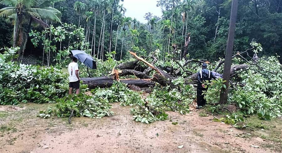 ಕಾರ್ಗಲ್ನ ಅರಣ್ಯ ಪ್ರದೇಶದಲ್ಲಿ ವಿದ್ಯುತ್ ತಂತಿಗಳ ಮೇಲೆ ಮರಗಳು ಬಿದ್ದಿರುವುದು