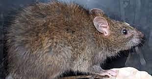 <div class="paragraphs"><p>ಸಾಂಕೇತಿಕ ಚಿತ್ರ </p></div>