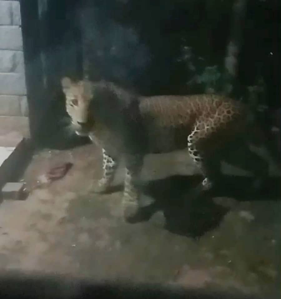 ಜಾವಗಲ್ ಹೊರವಲಯದ ತೋಟದ ಮನೆ ಬಳಿ ಕಾಣಿಸಿಕೊಂಡ ಚಿರತೆ.