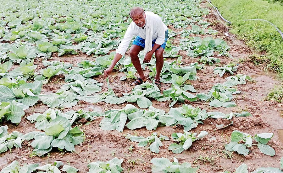 ಬಿಡುವಿಲ್ಲದಂತೆ ಮಳೆ ಸುರಿಯುತ್ತಿರುವುದರಿಂದ ಎಲೆಕೋಸು ಗಡ್ಡೆ ಕಟ್ಟಲು ತೊಂದರೆಯಾಗಿದೆ.