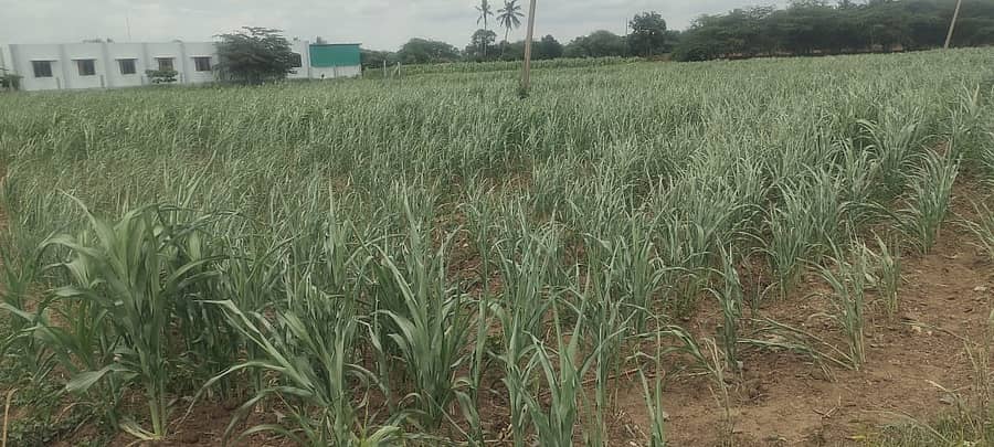 <div class="paragraphs"><p>ಹಗರಿಬೊಮ್ಮನಹಳ್ಳಿ ತಾಲ್ಲೂಕು ಹಂಪಾಪಟ್ಟಣದ  ಜಮೀನೊಂದರಲ್ಲಿ ಜೋಳದ ಗಿಡಗಳು ಮಳೆ ನೀರಿಲ್ಲದೆ ಒಣಗಿರುವುದು </p></div>