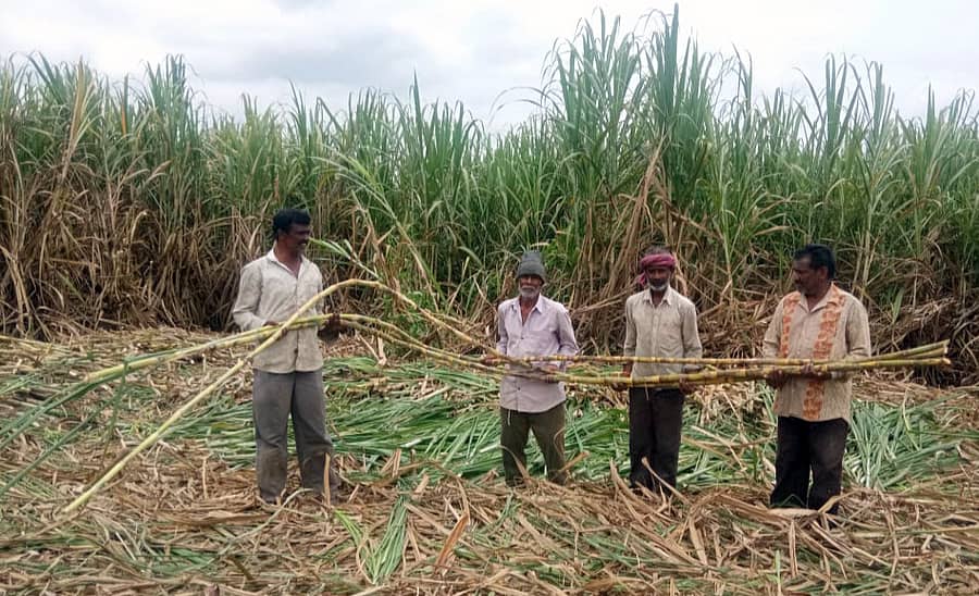 ಶ್ರೀರಂಗಪಟ್ಟಣ ತಾಲ್ಲೂಕಿನ ದರಸಗುಪ್ಪೆ ಗ್ರಾಮದ ಶ್ರೀಕಂಠೇಗೌಡ ಎಂಬವರು ತಮ್ಮ ಜಮೀನಿನಲ್ಲಿ ಬೆಳೆದಿರುವ ವಿಸಿಎಫ್– 0517 ತಳಿಯ ಕಬ್ಬು 23 ಅಡಿ ಎತ್ತರ ಬೆಳೆದಿದೆ