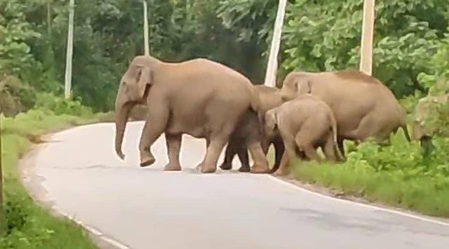 ಮೂಡಿಗೆರೆ ತಾಲ್ಲೂಕಿನ ಗೋಣಿಬೀಡು ಗ್ರಾಮದ ಸಾಲುಮರದ ಮುಖ್ಯ ರಸ್ತೆಯಲ್ಲಿ ಮಂಗಳವಾರ ಕಂಡು ಬಂದ ಕಾಡಾನೆ ಗುಂಪು