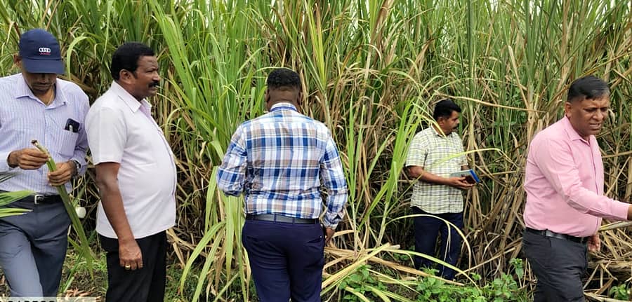 ಯಳಂದೂರು ತಾಲ್ಲೂಕಿನ ಯರಿಯೂರು ಗ್ರಾಮದ ಹೊರವಲಯದ ಕಬ್ಬಿನ ತಾಕಿಗೆ ಮಂಗಳವಾರ ಕೃಷಿ ವಿಜ್ಞಾನಿಗಳು ಮತ್ತು ಕೀಟ ತಜ್ಞರು ಭೇಟಿ ನೀಡಿ ಕೀಟ ರೋಗಗಳ ಬಗ್ಗೆ ರೈತರಿಂದ ಮಾಹಿತಿ ಪಡೆದರು