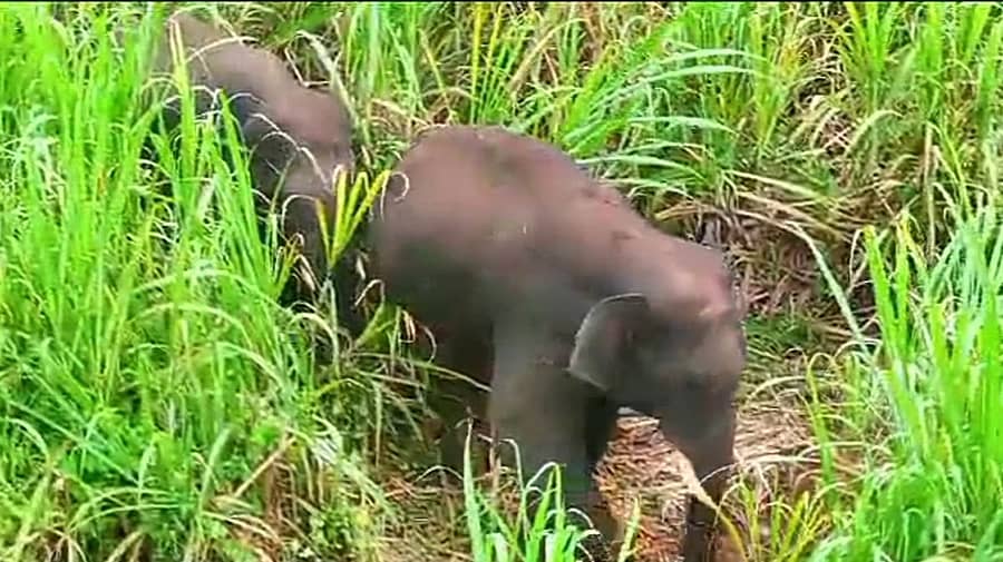 ಮಂಡ್ಯ ನಗರದ ಹೊರವಲಯದ ಕಬ್ಬಿನ ಗದ್ದೆಯಲ್ಲಿ ಕಾಣಿಸಿಕೊಂಡ ಎರಡು ಕಾಡಾನೆಗಳು