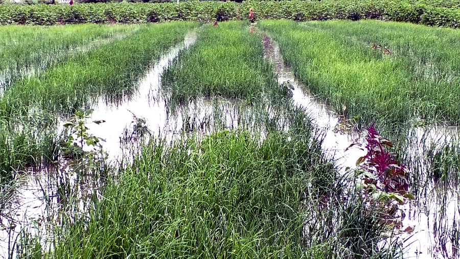 ರಾಮದುರ್ಗದ ಮಲಪ್ರಭಾ ನದಿ ನೀರಿನ ಹರಿವು ಹೆಚ್ಚಿದ್ದು ಅವರಾದಿ ಗ್ರಾಮದಲ್ಲಿ ಬೆಳೆದ ಈರುಳ್ಳಿ ಬೆಳೆಗೆ ನೀರು ನುಗ್ಗಿ ಹಾನಿ ಸಂಭವಿಸಿದೆ