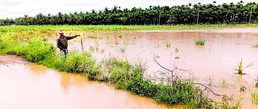 <div class="paragraphs"><p>ಮಾಳೆ ಮಳ್ಳ ತುಂಬಿ ಹರಿದ ಪರಿಣಾಮ ಚಿಕ್ಕಎಮ್ಮಿಗನೂರು ಗ್ರಾಮದ ರೈತ ಶಿವಕುಮಾರ್‌ ಅವರ ಜಮೀನು ಜಲಾವೃತಗೊಂಡಿದೆ</p></div>