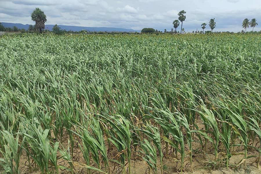 ಮರಿಯಮ್ಮನಹಳ್ಳಿ ತಾಂಡಾ ಬಳಿ ಇರುವ ಹೊಲಗಳಲ್ಲಿ ಬೆಳೆದ ಮುಸುಕಿನ ಜೋಳದ ಬೆಳೆಗಳು ಮಳೆ ಇಲ್ಲದೆ ಬಾಡುತ್ತಿವೆ