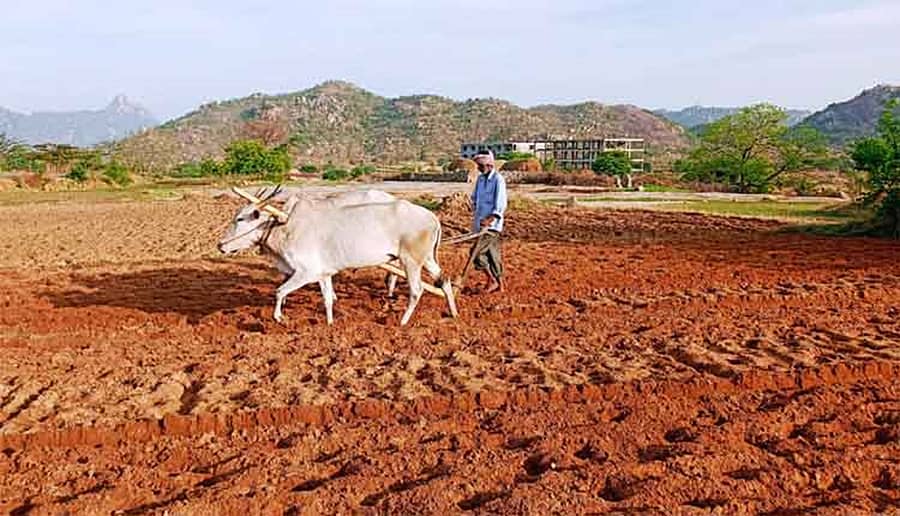 ಚಿಂತಾಮಣಿ ತಾಲ್ಲೂಕಿನ ಕೈವಾರ ಹೋಬಳಿ ಜಮೀನೊಂದರಲ್ಲಿ ಉಳುಮೆಯಲ್ಲಿ ತೊಡಗಿರುವ ರೈತ