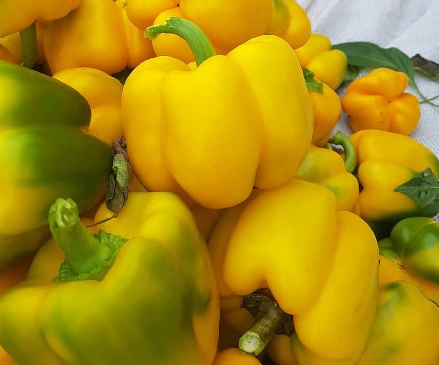 ನಿವೃತ್ತ ಪೊಲೀಸ್‌ ಅಧಿಕಾರಿ ಹೊಲದಲ್ಲಿ ಬೆಳೆದಿರುವ ಹಳದಿ ಡೊಣ್ಣ ಮೆಣಸಿನಕಾಯಿ
