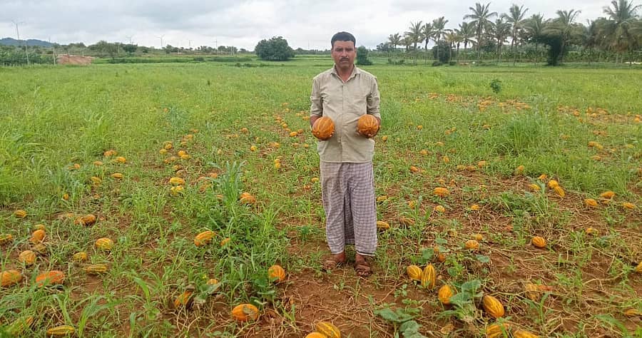 ಚಿಕ್ಕಜಾಜೂರು ಸಮಿಪದ ಬಿ. ದುರ್ಗ ಗ್ರಾಮದ ರೈತ ಬಿ.ಎಸ್. ಚಿಕ್ಕಪ್ಪ ಅಧಿಕ ಮಳೆಯಿಂದಾಗಿ ಖರೀದಿದಾರರು ಬಾರದೆ ಹೊಲದಲ್ಲೇ ಹಣ್ಣಾಗುತ್ತಿರುವ ಸಂಬಾರ್ ಸೌತೆ ತೋರಿಸಿದರು