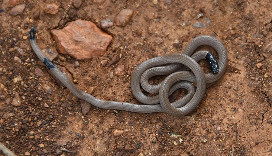 ಶಿರಾ ತಾಲ್ಲೂಕಿನ ಬುಕ್ಕಾಪಟ್ಟಣ ವನ್ಯಜೀವಿ ಧಾಮದಲ್ಲಿ ಪತ್ತೆಯಾದ ಅತ್ಯಂತ ವಿಷಕಾರಿ ಸಣ್ಣ ಹವಳದ ಹಾವು