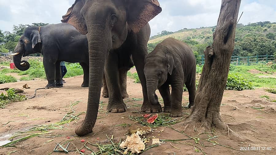 ಆನೆ ದಿನಾಚರಣೆಯ ಸಂಭ್ರಮದಲ್ಲಿ ಮರಿಯಾನೆ