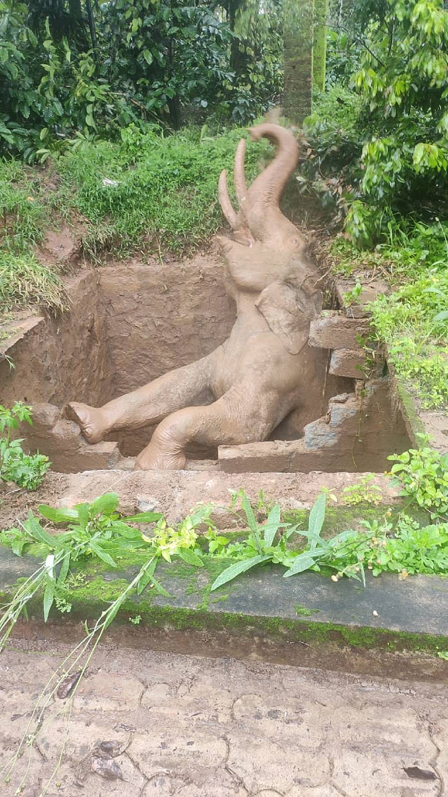 ವಿರಾಜಪೇಟೆ ತಾಲ್ಲೂಕಿನ ಕೆ.ಬೈಗೋಡು ಗ್ರಾಮದ ಎಚ್.ಎ. ಗಣೇಶ್ ಅವರ ಮನೆ ಬಳಿ ಕಳೆದ ತಿಂಗಳು ಗುಂಡಿಗೆ ಬಿದ್ದ ಕಾಡಾನೆಯೊಂದು ರಕ್ಷಣೆಗಾಗಿ ಮೊರೆ ಇಟ್ಟಿತು. ಅರಣ್ಯ ಇಲಾಖೆ ಅಧಿಕಾರಿಗಳು, ಸಿಬ್ಬಂದಿ ರಕ್ಷಿಸಿದರು.