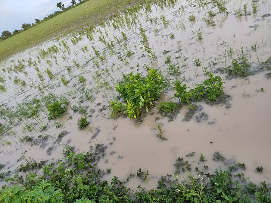 ನವಲಗುಂದ ತಾಲ್ಲೂಕಿನ ಕುಮಾರಗೊಪ್ಪ ಗ್ರಾಮದ ಜಮೀನಿನಲ್ಲಿ ಜಲಾವೃತವಾಗಿರುವ ಈರುಳ್ಳಿ ಬೆಳೆ
