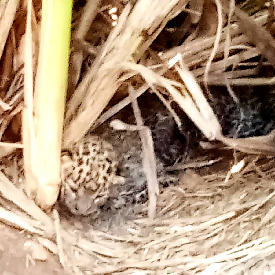 ಹೊಳೆನರಸೀಪುರ ತಾಲೂಕಿನ ಬಾಚನಹಳ್ಳಿಯ ಕಬ್ಬಿನ ಗದ್ದೆಯಲ್ಲಿ ನಾಲ್ಕು ಚಿರತೆ ಮರಿಗಳು ಕಂಡುಬಂದಿವೆ.