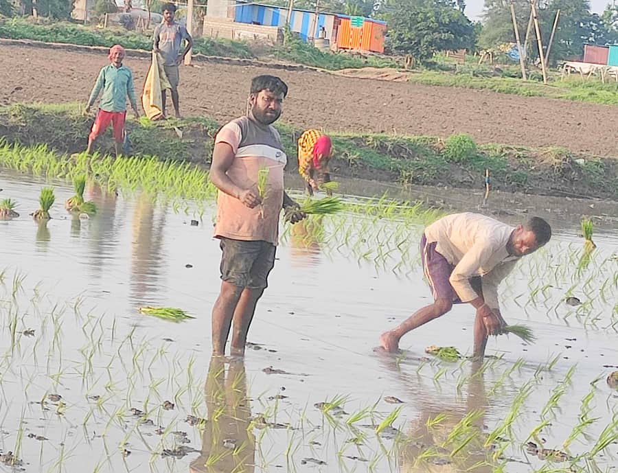 ಶಹಾಪುರ ತಾಲ್ಲೂಕಿನ ಕೊಂಗಂಡಿ ಗ್ರಾಮದ ಬಳಿ ಭತ್ತ ನಾಟಿ ಮಾಡುತ್ತಿರುವ ಪಶ್ಚಿಮ ಬಂಗಾಳದ ಕೂಲಿ ಕಾರ್ಮಿಕರು