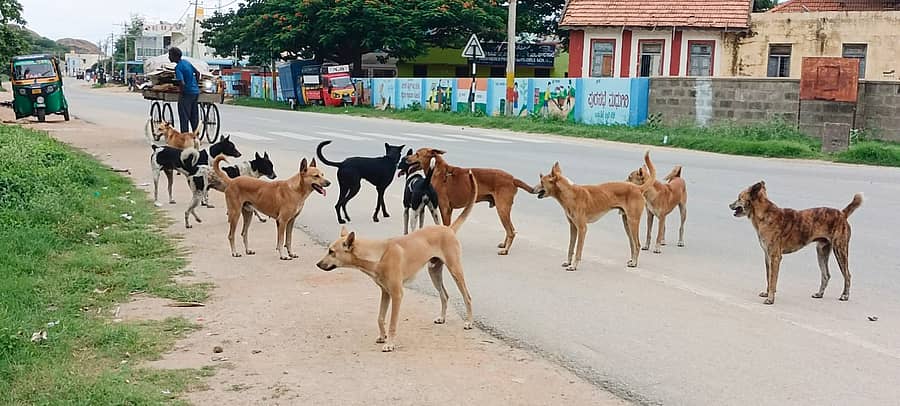 ಮಧುಗಿರಿ ಶಿರಾಗೇಟ್ ಬಳಿ ಬೀದಿ ನಾಯಿಗಳು ಗುಂಪು ಗುಂಪಾಗಿ ರಸ್ತೆಯಲ್ಲಿ ಓಡಾಡುತ್ತಿರುವುದು