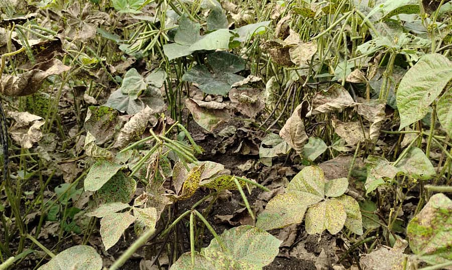 ಮುಳಗುಂದ ರೈತ ಸಂಜೀವ ನೀಲಗುಂದ ಅವರ ಹೊಲದಲ್ಲಿನ ಹೆಸರು ಬೆಳೆಗೆ ಎಲಿಚುಕ್ಕಿ ಹಾಗೂ ಬೂದಿ ರೋಗ ತಗುಲಿದೆ