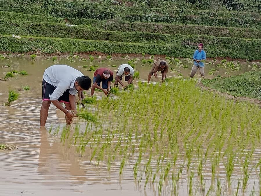 ನಾಪೋಕ್ಲು ಸಮೀಪದ ಕಕ್ಕಬ್ಬೆಯಲ್ಲಿ ಕಣಿಯರ ನಾಣಯ್ಯ ಅವರ ಗದ್ದೆಯಲ್ಲಿ ಮಂಗಳವಾರ ನಾಟಿ ಕಾರ್ಯ ಬಿರುಸಿನಿಂದ ಸಾಗಿತು.