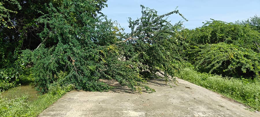 ಅರಸೀಕೆರೆ ಹೋಬಳಿ ವ್ಯಾಪ್ತಿಯಲ್ಲಿ ಬುಧವಾರ ಸಿಡಿಲು ಸಹಿತ ಸುರಿದ ಮಳೆಗೆ ನಾಗತಿಕಟ್ಟೆ ಹೊರವಲಯದ ಹೊಲವೊಂದರಲ್ಲಿ ಮೆಕ್ಕೆಜೋಳ ಬೆಳೆ ನೆಲಕ್ಕೆ ಉರುಳಿದೆ
