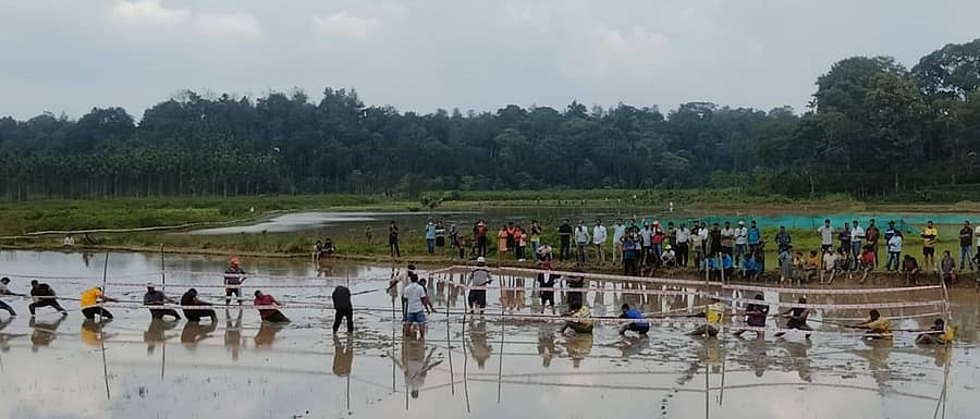 ವಿರಾಜಪೇಟೆ ತಾಲ್ಲೂಕಿನ ಬೊಳ್ಳುಮಾಡು ಗ್ರಾಮದ ಮಾತಂಡ ಶಕು ಅಕ್ಕಮ್ಮ ಹಾಗೂ ಮನು ಅವರ ಗದ್ದೆಯಲ್ಲಿ ಕರ್ನಾಟಕ ಕೊಡವ ಸಾಹಿತ್ಯ ಅಕಾಡೆಮಿ ವತಿಯಿಂದ ಬುಧವಾರ ನಡೆದ ‘ಬೇಲ್ ನಮ್ಮೆ’ ಕಾರ್ಯಕ್ರಮದಲ್ಲಿ ಜನರು ಹಗ್ಗಜಗ್ಗಾಟವಾಡಿ ಸಂಭ್ರಮಿಸಿದರು