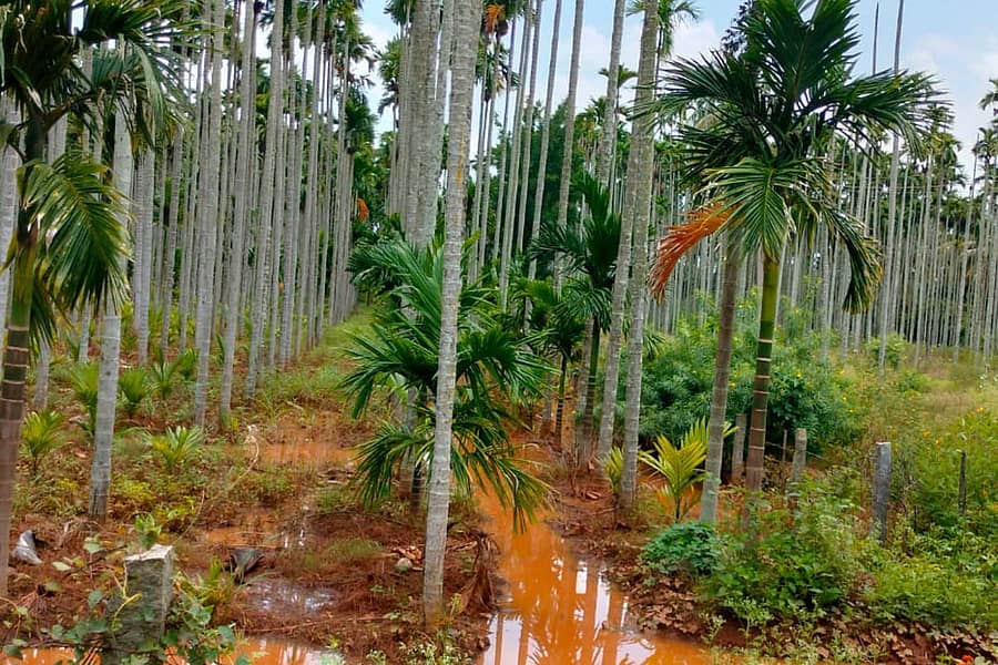 ಚನ್ನಗಿರಿ ತಾಲ್ಲೂಕು ಜೋಳದಹಾಳ್ ಗ್ರಾಮದ ತೋಟವೊಂದರಲ್ಲಿ ಬುಧವಾರ ರಾತ್ರಿ ಬಿದ್ದ ಮಳೆಗೆ ನೀರು ನಿಂತಿರುವುದು