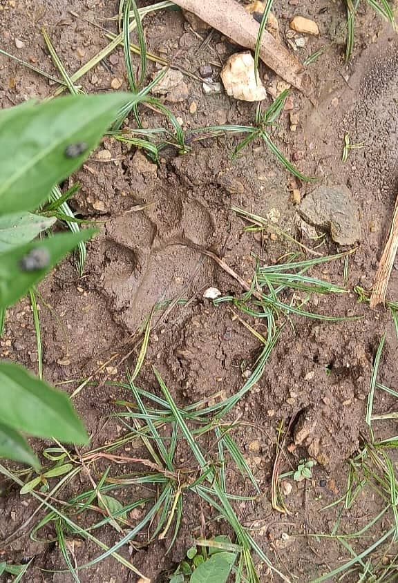 ಕಲಘಟಗಿ ತಾಲ್ಲೂಕಿನ ಮಲಕನಕೊಪ್ಪ ಗ್ರಾಮದ ಹೊರವಲಯದ ಜಮೀನನಲ್ಲಿ ಕಂಡು ಬಂದ ಚಿರತೆ ಹೆಜ್ಜೆ 