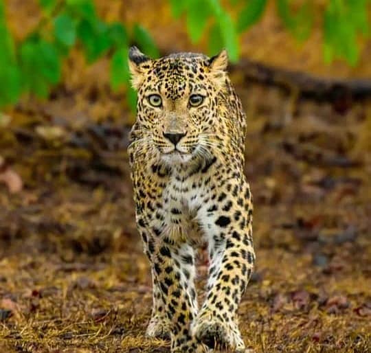 ಗುಂಡ್ಲುಪೇಟೆಯ ಬಂಡೀಪುರದಲ್ಲಿ ಹೆಟೆರೋಕ್ರೋಮಿಯಾ ಇರಿಡಿಯಮ್ ದಿಂದ ಭಿನ್ನ ಕಣ್ಣುಗಳನ್ನು ಚಿರತೆ ಹೊಂದಿಲ್ಲದ ಚಿರತೆ ಈಗಿನ ಛಾಯಚಿತ್ರ.