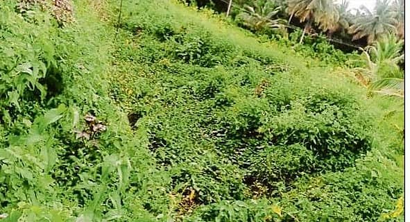 <div class="paragraphs"><p>ಹೆಬ್ಬಾಳ್ಳ ಕಾಲುವೆ ಹೂಳು ತುಂಬಿರುವುದು</p></div><div class="paragraphs"></div><div class="paragraphs"><p><br></p></div>